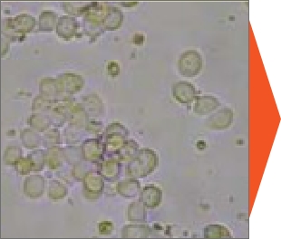 組み換えバキュロウイルスを用いたタンパク質発現 精製 昆虫細胞培養 精製受託 ユニーテックはバイオ医薬の研究 開発 受託サービス 遺伝子 タンパク質 発現 抗体作製 動物実験等お任せ下さい