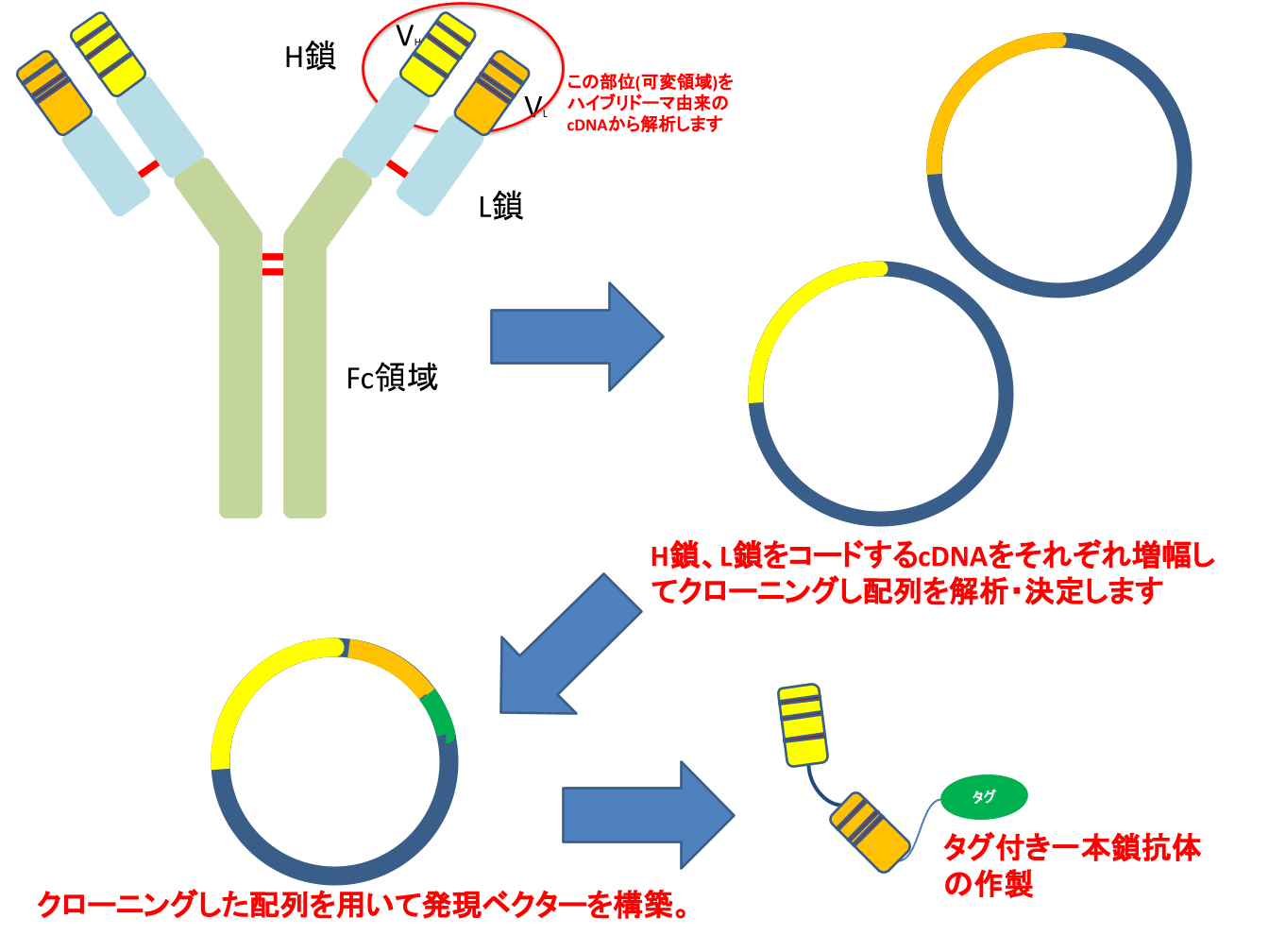 モノクローナル抗体(IgG)の可変領域の解析 - ユニーテックはバイオ医薬の研究 開発 受託サービス 遺伝子 タンパク質発現 抗体作製 動物 ...